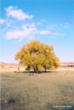 ethumb/304cottonwoods.jpg