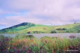 ethumb/312lakenicasioflowers.jpg