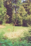 ethumb/314olemapond.jpg