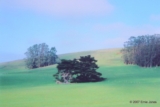 ethumb/315pasturetrees.jpg