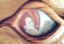 dthumb/094windblown.jpg